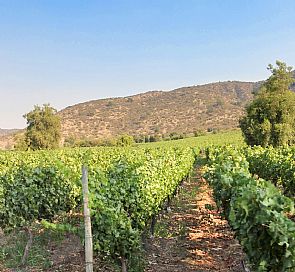 Tour por las viñas Alchemysta y Castamora
