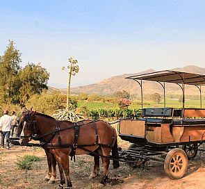 Tour por las viñas Castamora y Caven, con almuerzo en Hacienda Histórica Marchigüe