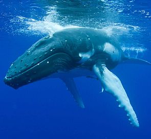 Todo lo que debes saber sobre el avistamiento de ballenas en el norte de Perú