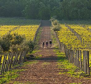 Las mejores viñas del Valle de Casablanca para visitar esta temporada de sol