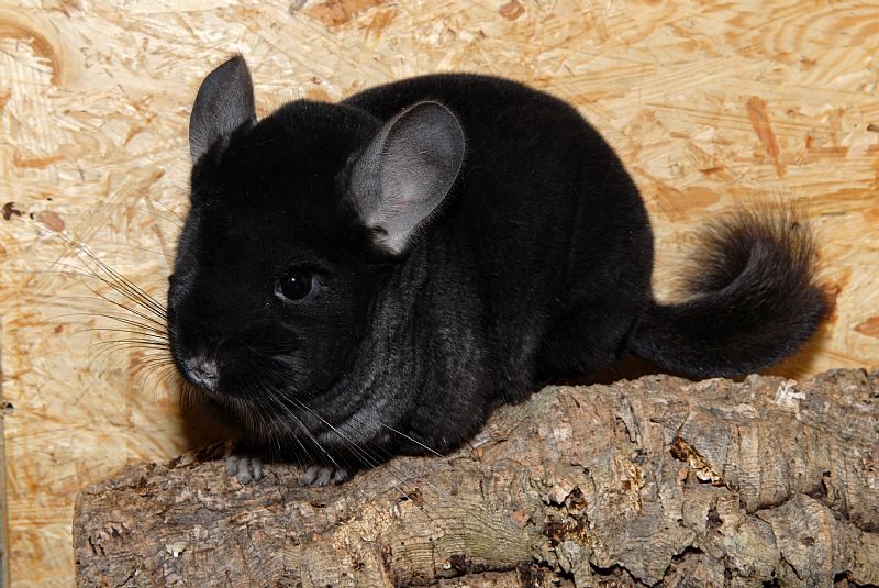 Chinchilla en Chile