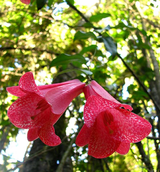 Copihue or Chilean Bellflower in Chile