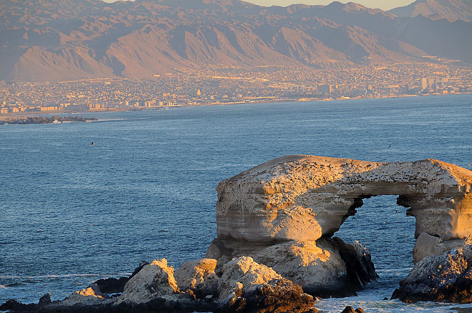 Escort Antofagasta