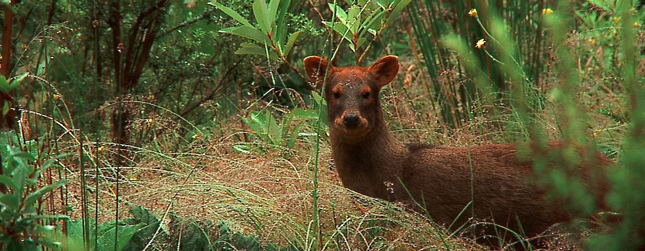 Pudú en Chile