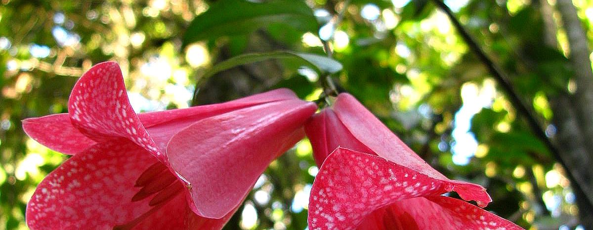 Copihue or Chilean Bellflower in Chile