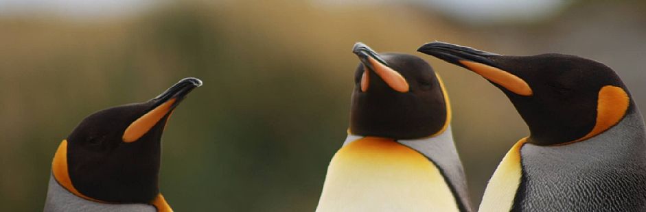 Excursion to Tierra del Fuego and King Penguin Park