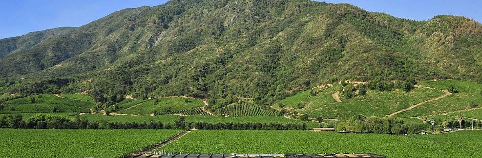 Tour por las viñas de Colchagua