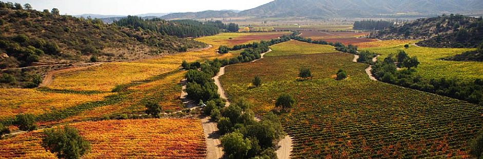 Tour de vino por el valle de Casablanca