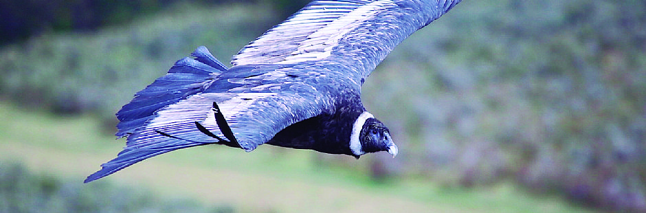 Condors sighting in Patagonia