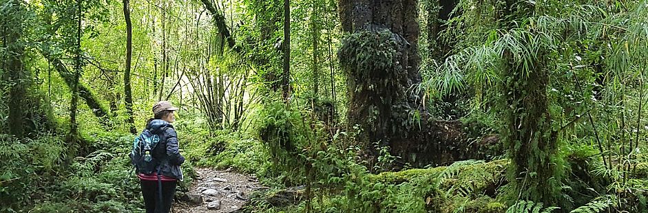 Trekking in Alerce Andino National Park