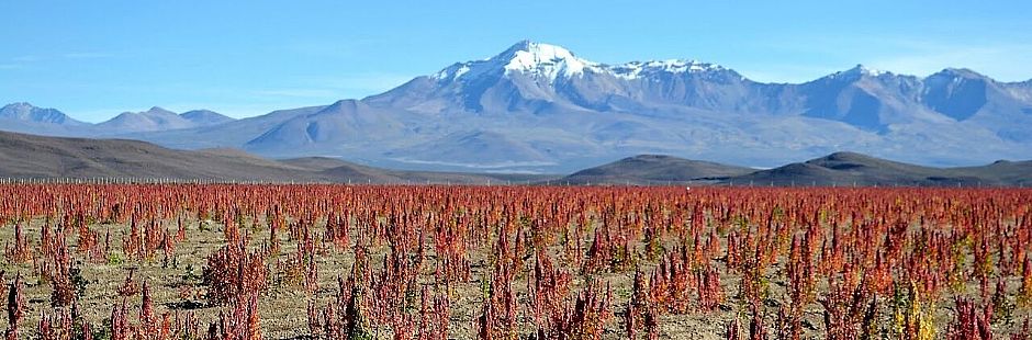 Tour por la ruta de la quínoa y el bosque de cactus gigantes