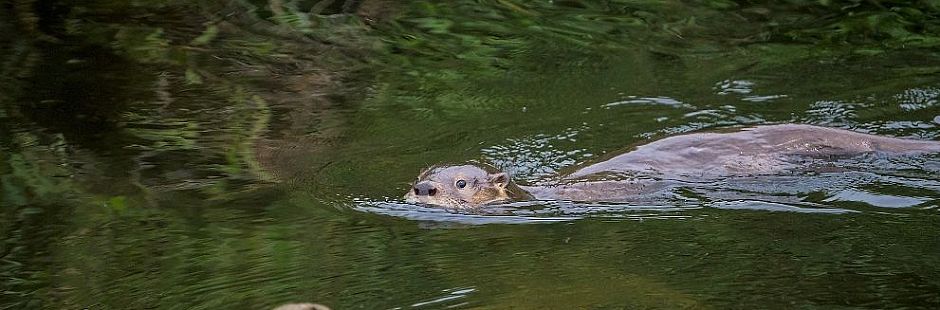 Navegación por el río Chepu