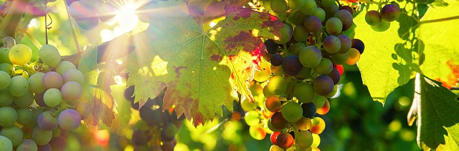 Perez Cruz & Haras de Pirque Vineyard Tour - Maipo Alto Valley
